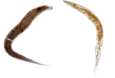 giza parasitoak oxiuriak