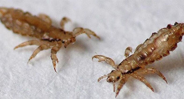 Buru-zorriak zorriak eragiten dituzten ektoparasitoak dira.