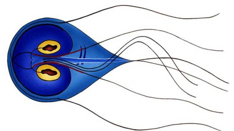 Giardia, giza heste meharreko bizkarroia