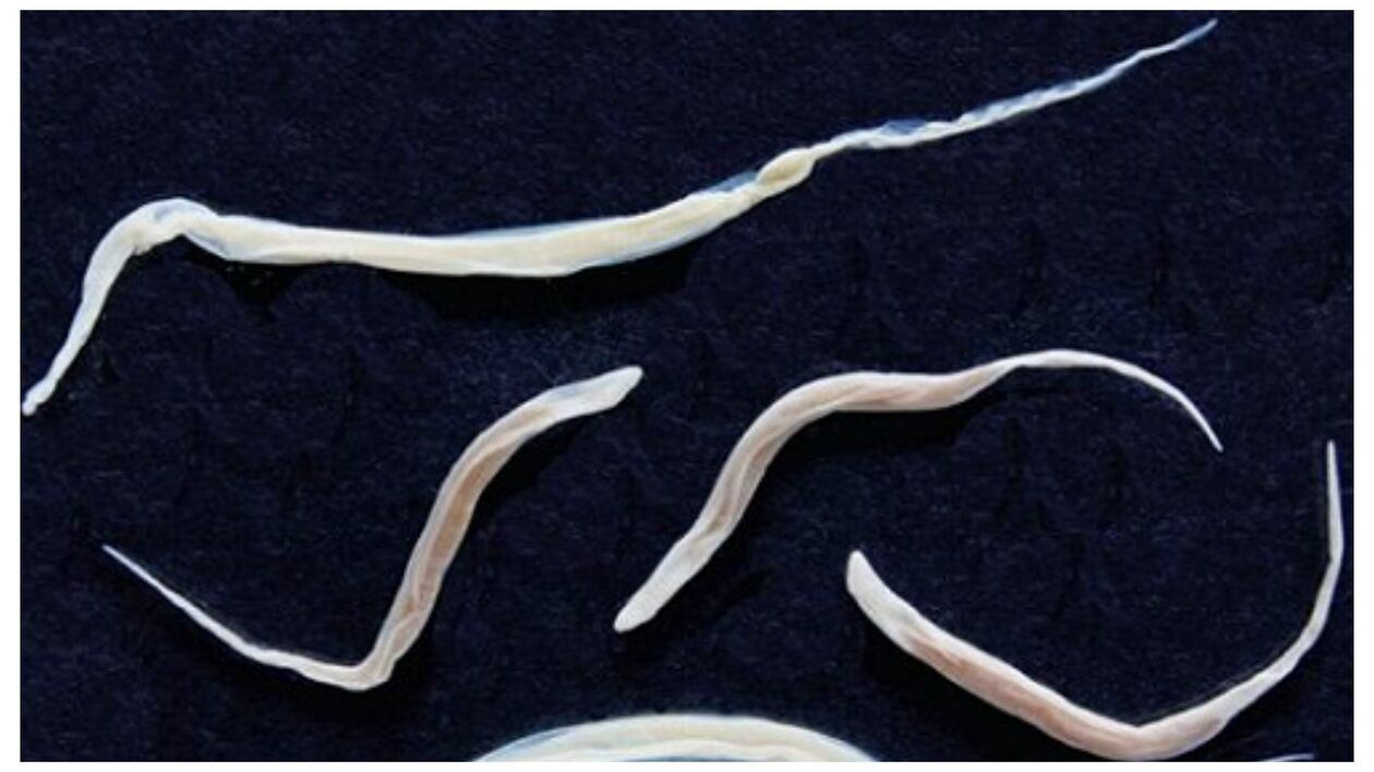 Pinworms helminths taldeko ohiko parasitoak dira.